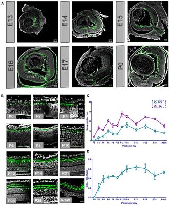 Trilogy Development of Proopiomelanocortin Neurons From Embryonic to Adult Stages in the Mice Retina